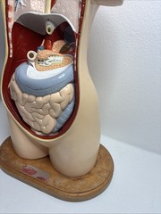 Denoyer-Geppert Body Torso Anatomical Model See Description