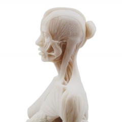 30cm Female Anatomy Figure Anatomical Model Artist Drawing Manikin Mannequin