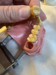 Nissin G.O.F.A. Typodont Natural Study Model D-2501 for Dentistry Lab