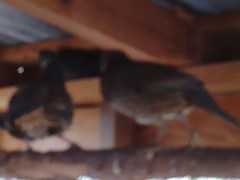 California Valley Quail Hatching Eggs 20+ Excellent Stock Fertility Verified