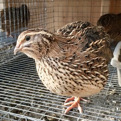 24+ Fertile Coturnix Quail Hatching Eggs – Farm Fresh – Speckled Brown