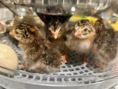 25+ Assorted Coturnix Fertile Quail Hatching Eggs – Variety Of Color