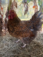 6 Wyandotte silver, black and blue hatching eggs