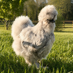 Silkie Hatching Eggs – Chocolate Mottled & Paint Lines – 12+ Fertile Eggs