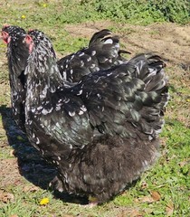 8+ English Mottled Orpington Hatching Eggs