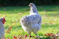 6+ Lavender Brahma Fertile Chicken Hatching Eggs Gentle Large Breed