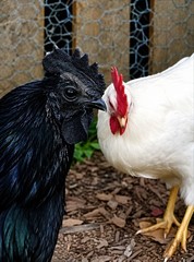12 Fibro Easter Eggers