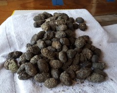 Owl Pellets Large Size–100 Pack, 1″1/2 & Up. Sterilized and Wrapped