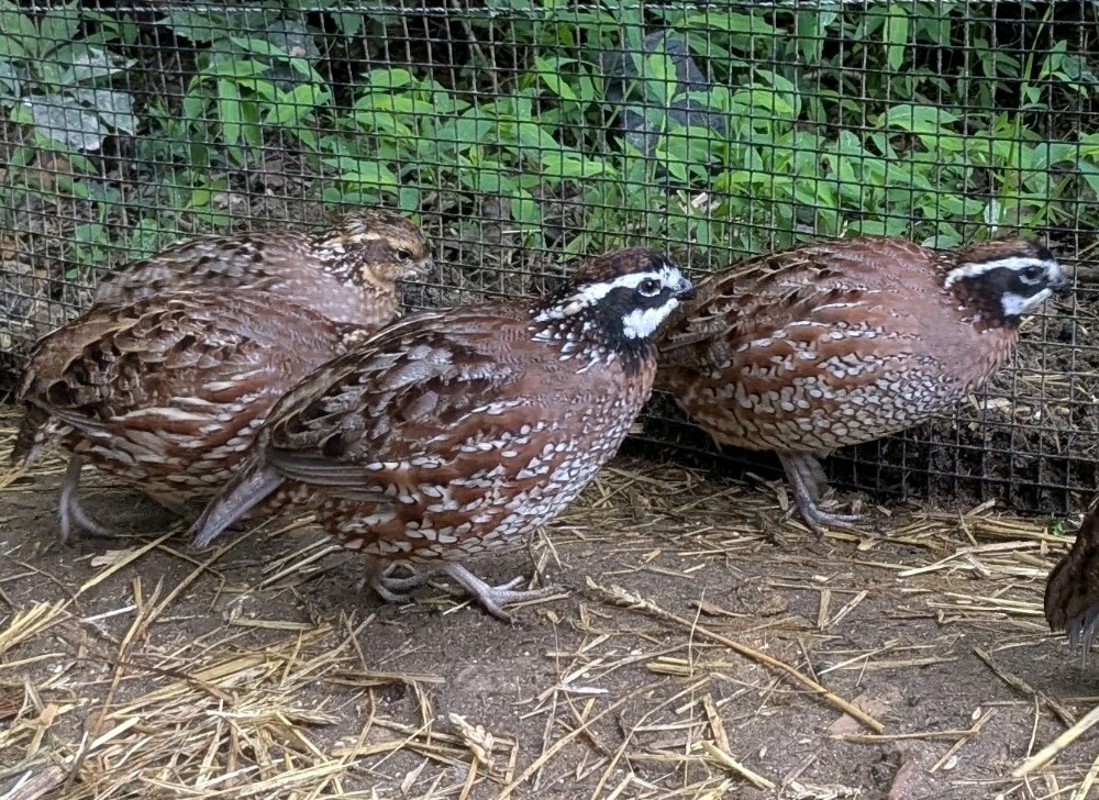 18+ Georgia Giant Bobwhite Quail Fertile Hatching Eggs (Colinus virginianus)NPIP