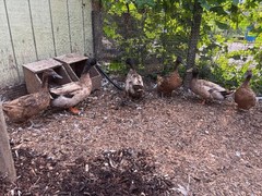 Jumbo Pekin & Hybrid 300 Ducks Eggs for Hatching.