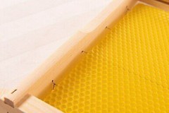 Assembled 20 Bee Foundation Deep Bee Hive Wax Foundation Bee Hive Frames w/ Wire