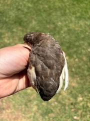 12 Exotic Button Quail Hatching Eggs Chinese Painted SPECIAL RARE ~ TPB Farms 🦚