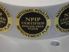 NPIP CERTIFIED DISEASE FREE FLOCK SEAL 1.5″ bright gold circle 250 per roll