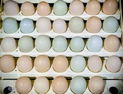 6+ Extremely Rare BLUE Real Indio Gigante Hatching Eggs RRA (((GUARANTEE)))