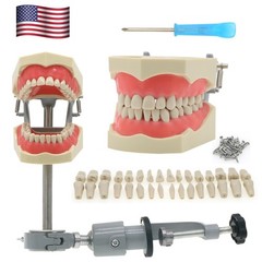 Columbia Dentoform 860 Dental Typodont Mounting Pole With 32pcs Removable Teeth