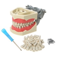US Columbia 860 Type Dentoform Dental Typodont Model with 32Pcs Removable Teeth