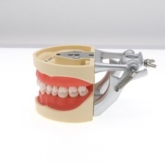 Dental 200 Type Typodont Model With Removable Teeth fit Kilgore NISSIN M8012