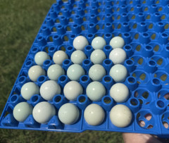 15+ RARE Celadon Coturnix Quail Hatching Eggs NPIP AI Free