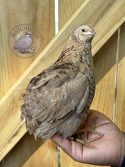10+ JUMBOS RARE COLORS Coturnix Quail Hatching eggs – mixed variety