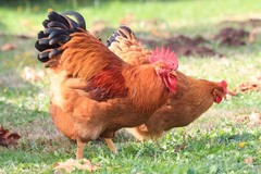 10+ Fertile Chicken Hatching Eggs Brahma Camani Serama Legbar Marans Owlbeard