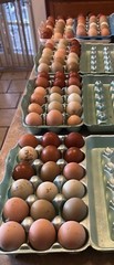 18 Rainbow Hatching Eggs Marans Olive Dark Fibro Bloom NPIP *read description*