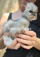 6+ Fertile Bantam Silkie Chicken Hatching Eggs. Frizzles/ Satins Possible.