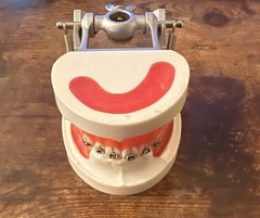 Nissin Kilgore Typodont Orthodontic Model D21DP-MGU.5 Dentist Teaching FAST SHIP
