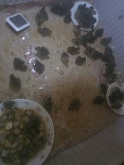 12 Quail Fertilized Eggs Ready to Eat, Use For Hatching Colored Shell