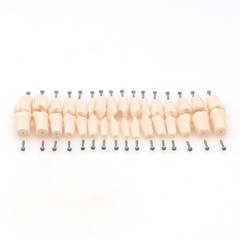 Dental Typodont Replacement Teeth Screw-in Model fit Kilgore NISSIN 200/500 Type