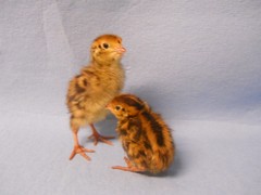 33+ KINGsBROWN XL. JUMBO brown coturnix quail hatching eggs,