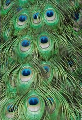 200 10×13 Peacock Feathers Designer Poly Mailers Envelopes Boutique Custom Bags