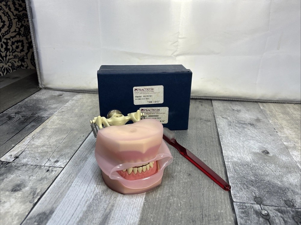 Frasaco AG3 Type Dental Typodont Model 32PC Teeth Restorative Removable Screw-in