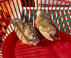 10+ Assorted Coturnix Quail Hatching Eggs
