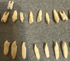 Vintage Dental Numbered 32 Anatomical Teeth Practice Identification Plastic