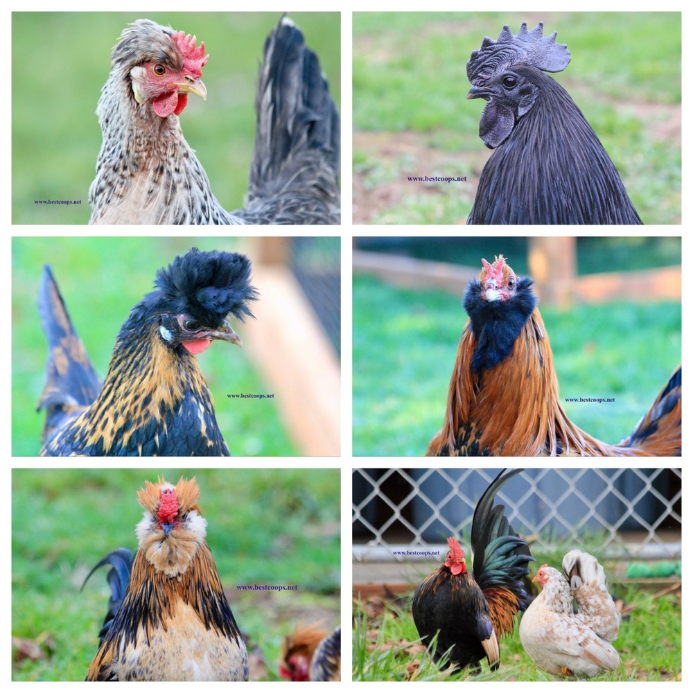 10+ Fertile Chicken Hatching Eggs Brahma Camani Serama Legbar Marans Owlbeard
