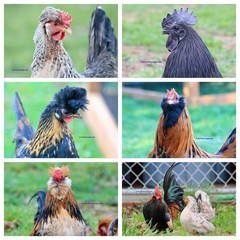 10+ Fertile Chicken Hatching Eggs Brahma Camani Serama Legbar Marans Owlbeard