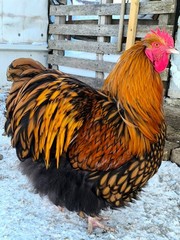 10+ Rare Breed Chicken Fertile Hatching Eggs Orpington, Cochin, Sweddish Flower