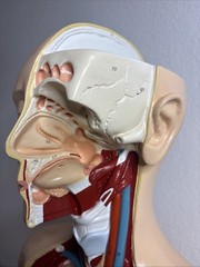 Denoyer-Geppert Body Torso Anatomical Model See Description