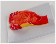 Anus Rectum and Anal Canal Human Medical Anatomy Teaching Model Display