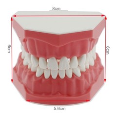 US Dental Teeth Typodont Model for Brushing Flossing Practice Teaching Study