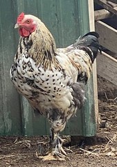 12 BYM Chicken Hatching Eggs Ameraucana Orpington Wyandotte Maran Cochin Brahma