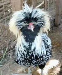 6 Pure Fancy & Rare Cross Chicken Hatching Eggs