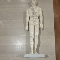 Male Acupuncture Model 20″ with Base Support Arm Chinese + English Points NIB