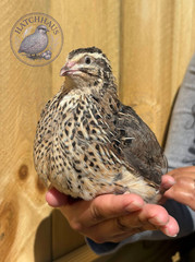 10+ JUMBOS RARE COLORS Coturnix Quail Hatching eggs – mixed variety