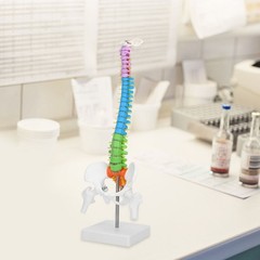 Life Size Flexible Human Spine Model For School Teaching FIS