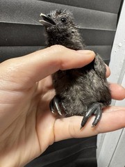 12+ Ayam Cemani Fertile Hatching Eggs Pure Breed All Black Chicken
