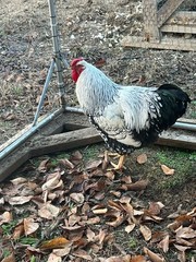 12 + 2 Silver Laced and Blue Laced Red Wyandotte Combo Hatching Eggs