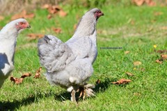 6+ Lavender Brahma Fertile Chicken Hatching Eggs Gentle Large Breed