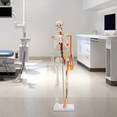 Anatomical Skeleton Model 33.46″, Detachable with Blood Vessels & Base
