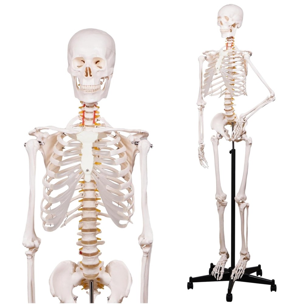 Portable Life Size Skeleton Model with Rolling Bracket